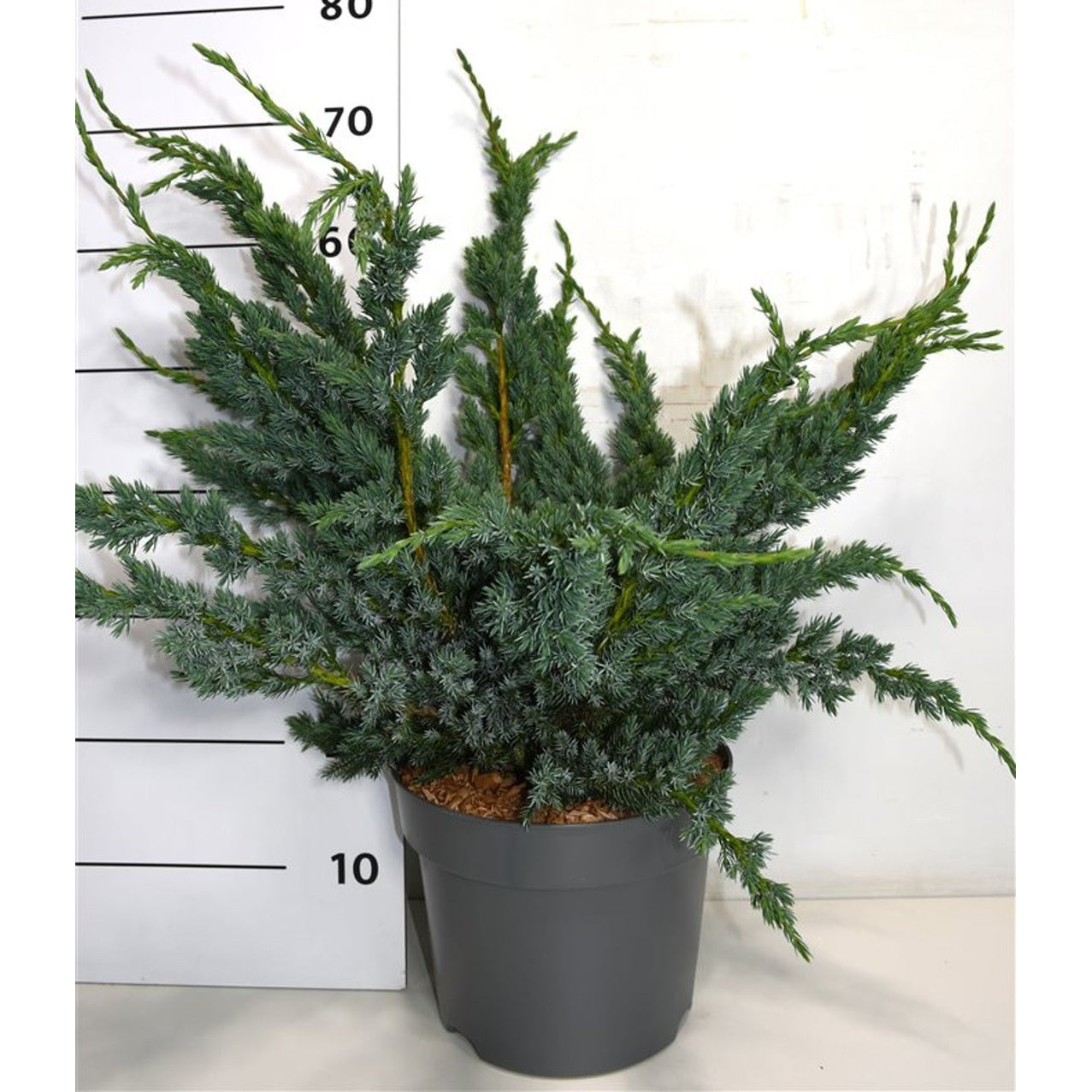 Himalaya-en – Juniperus squamata 'Meyeri' - C7.5 40-50 cm.